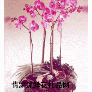 盆栽兰花,蝴蝶兰