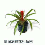 盆花植物,凤梨盆景