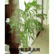 绿植盆栽,夏威夷竹